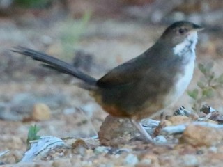 Noisy Scrub-bird - Atrichornis clamosus - Birds of the World