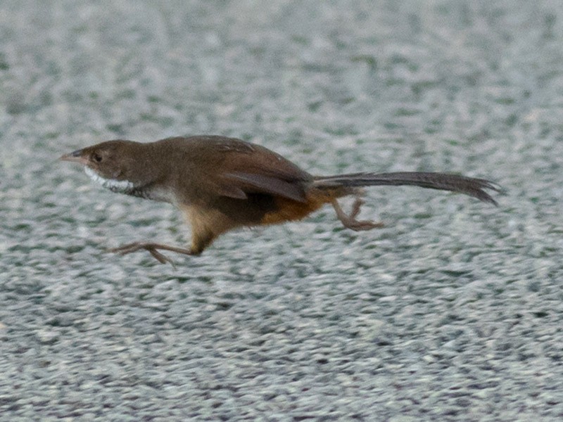 Noisy Scrub-bird - Tom Johnson