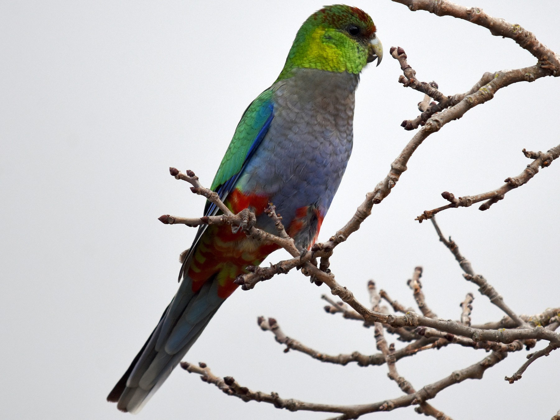 Red-capped Parrot - Geoffrey Groom