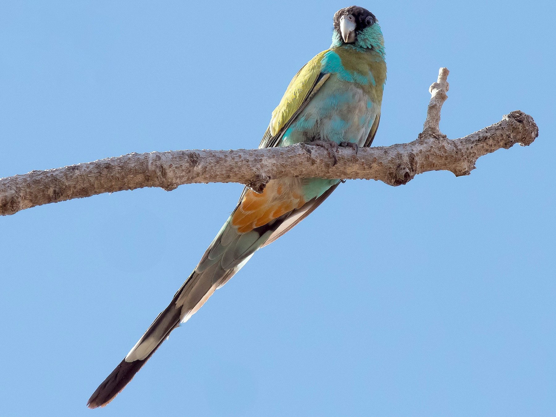 Hooded Parrot - Terence Alexander