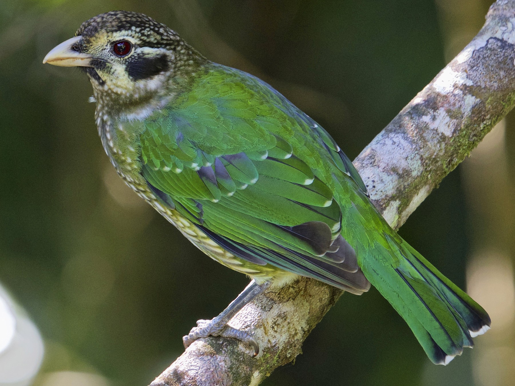 Spotted Catbird - Gary & Robyn Wilson