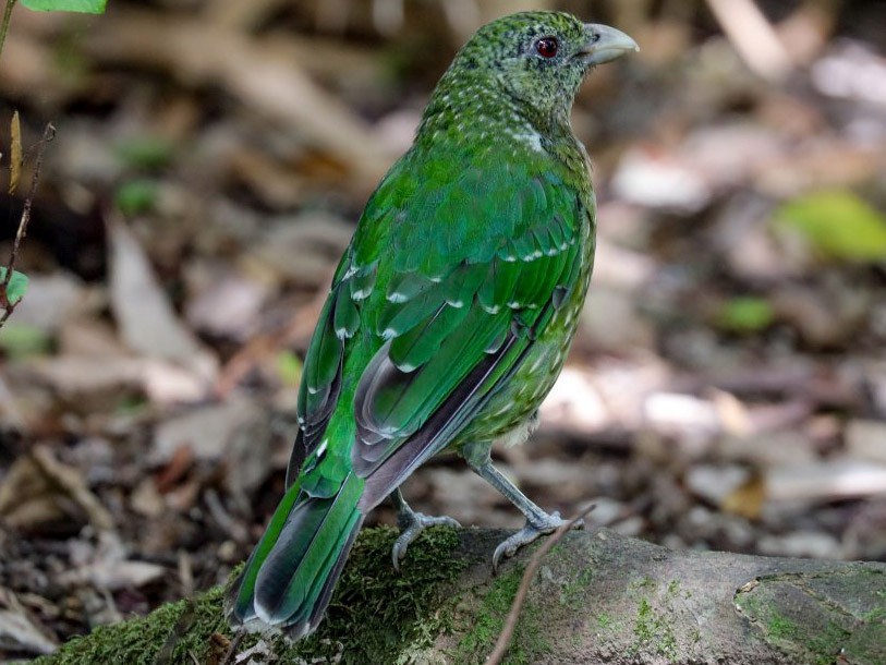 Green Catbird - Hickson Fergusson