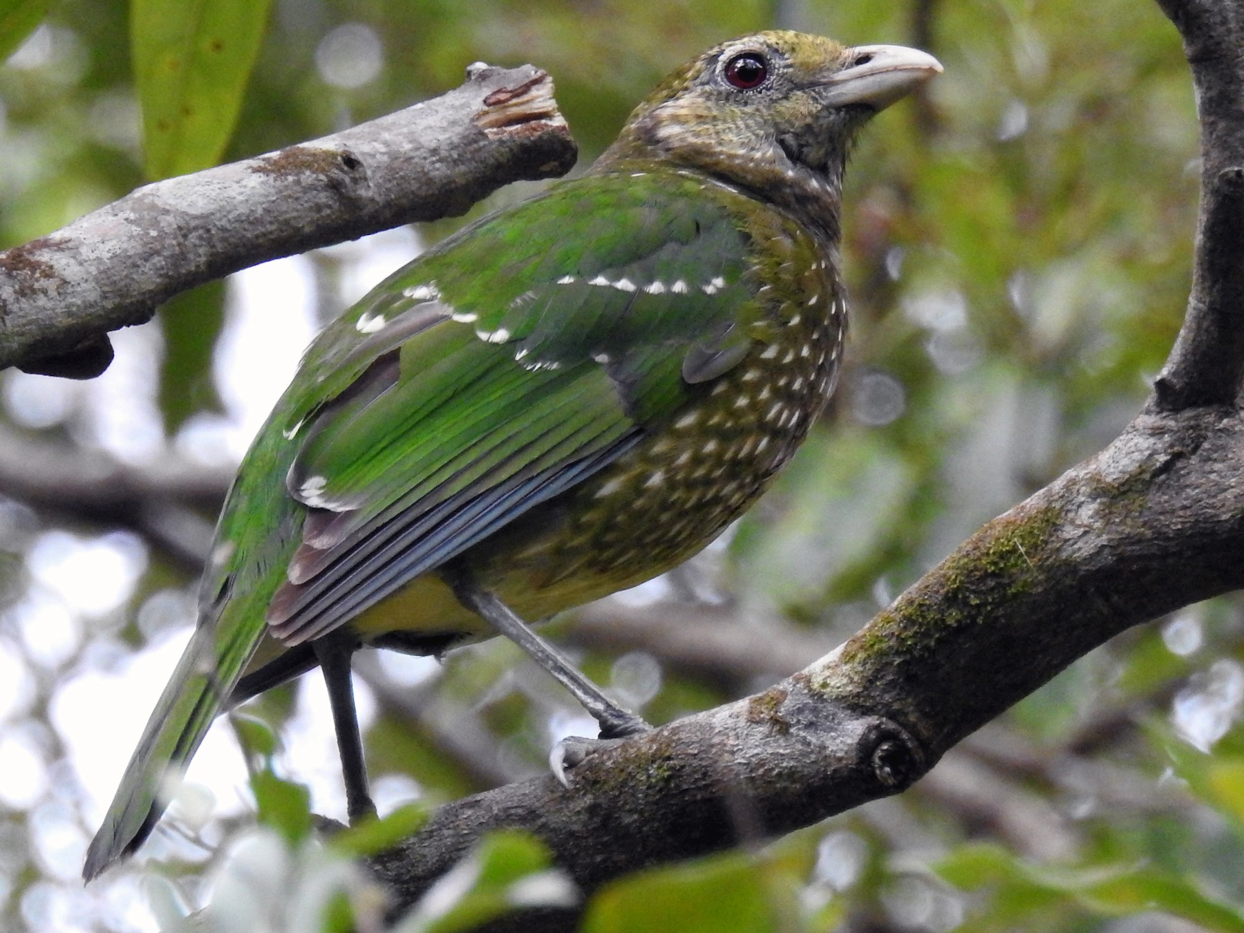 Green Catbird - Tobias Ley