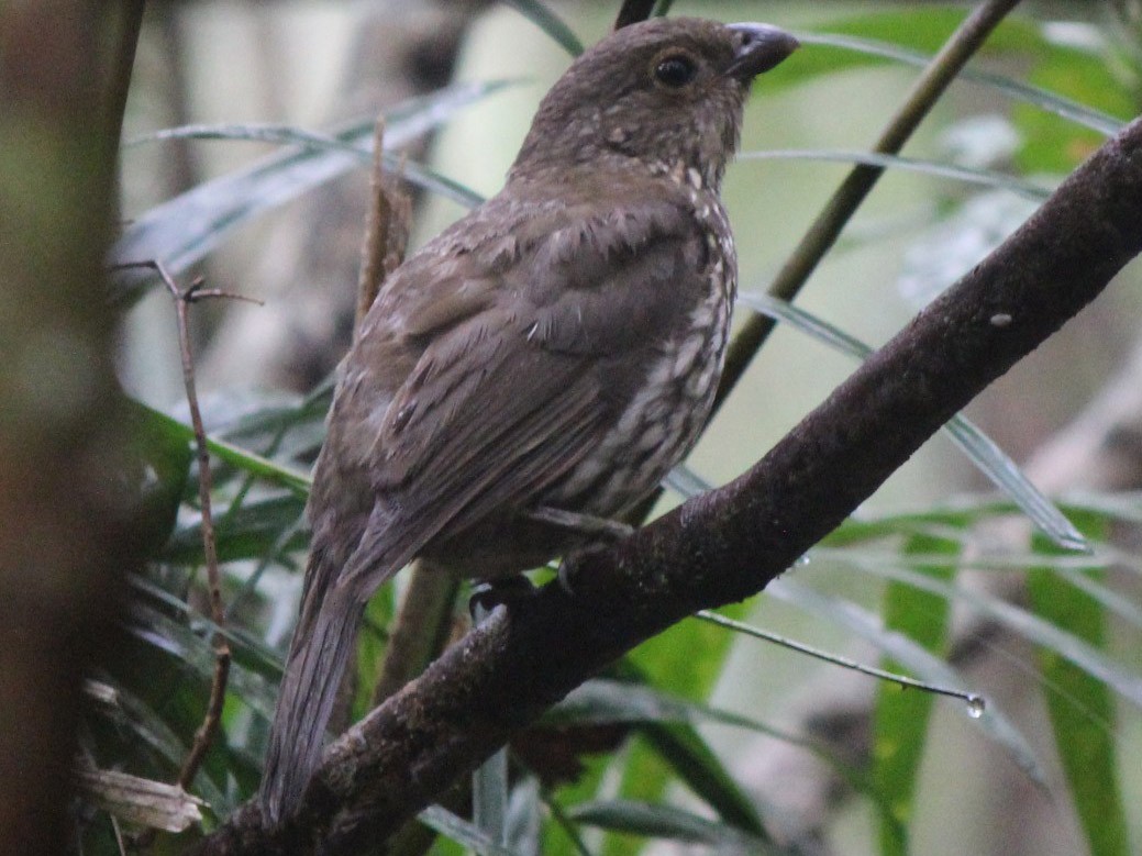 Toothbilled Bowerbird eBird