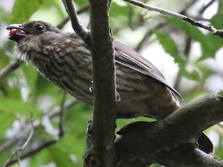 Tooth-billed Bowerbird - eBird