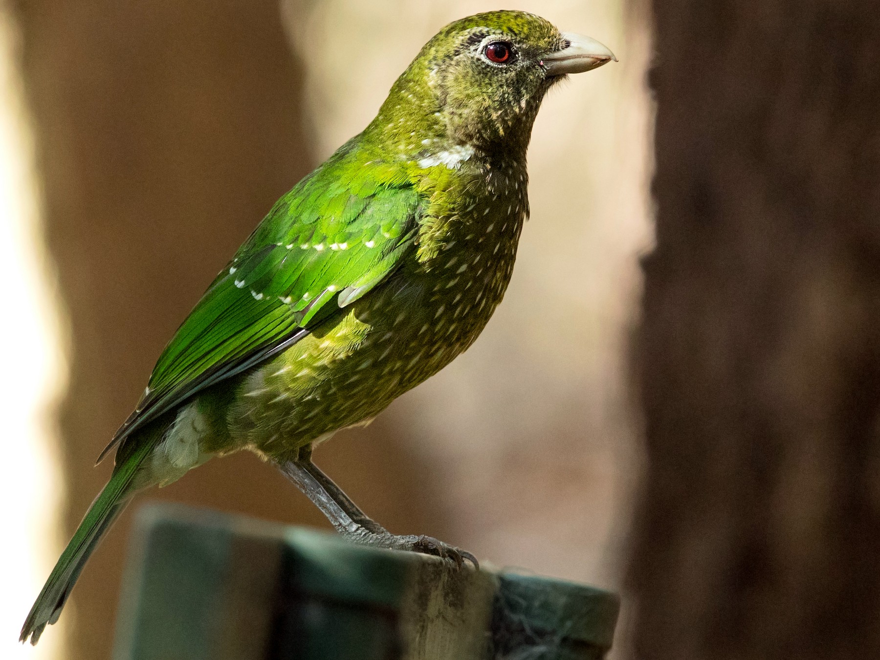 Green Catbird - David Irving