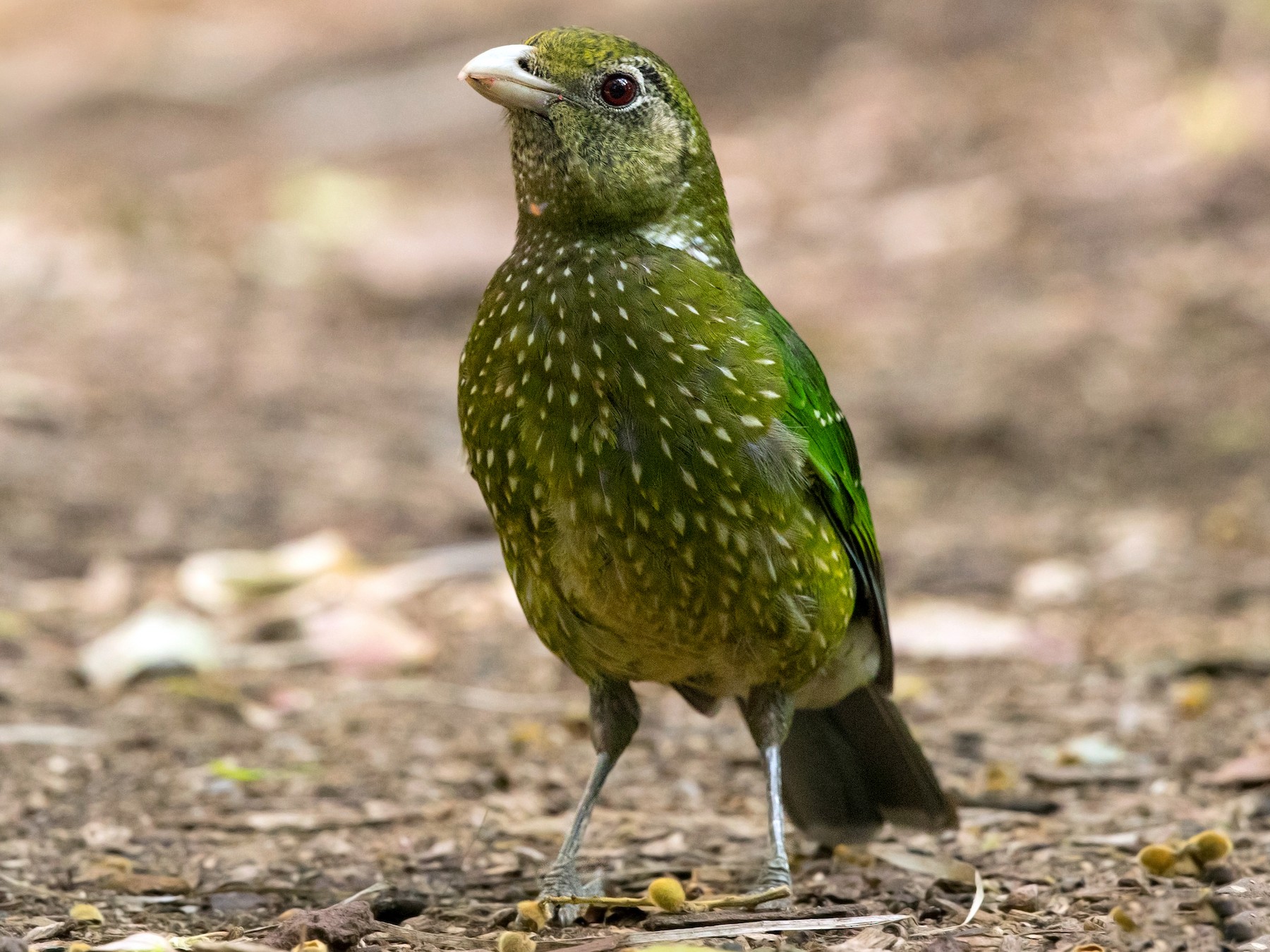 Green Catbird - David Irving