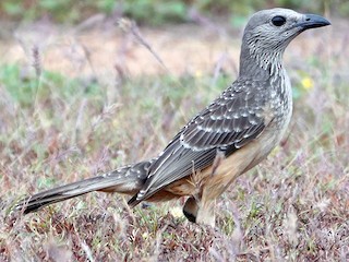  - Fawn-breasted Bowerbird