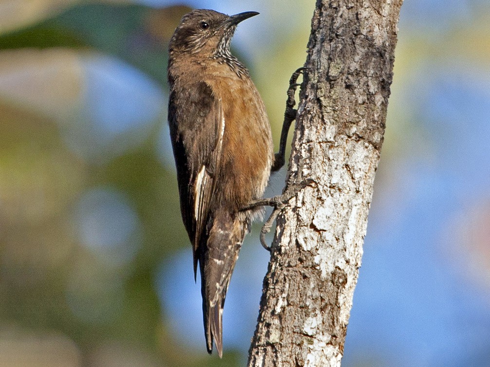 Black-tailed Treecreeper - Mat Gilfedder