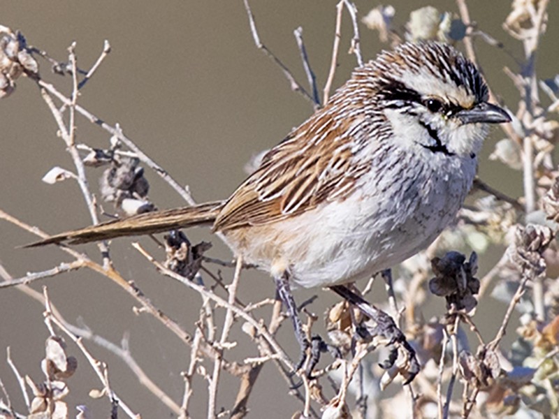 Grey Grasswren Saving Our Species Project Study Area. The Green Lines Are Major Property