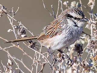  - Laurie Ross | Tracks Birding & Photography Tours - ML173294781