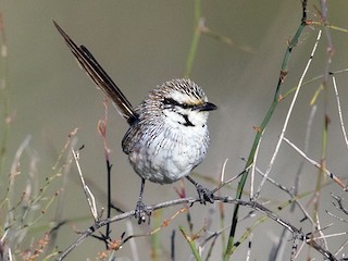  - Laurie Ross | Tracks Birding & Photography Tours - ML173294791