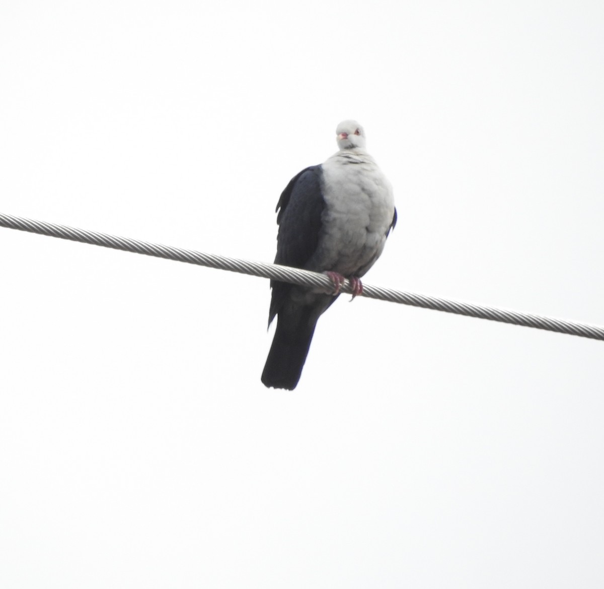 White-headed Pigeon - ML173295951