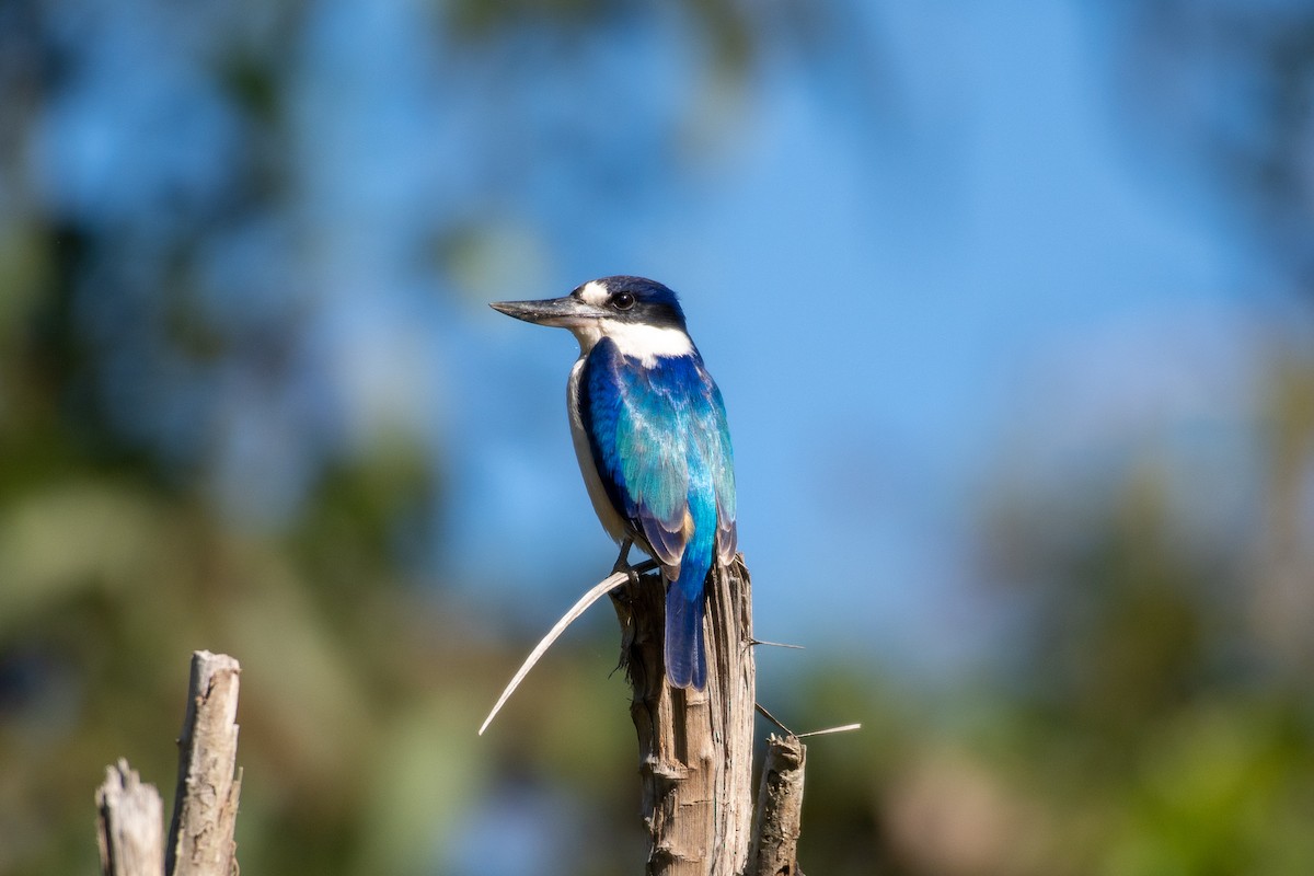 Forest Kingfisher - ML173296921