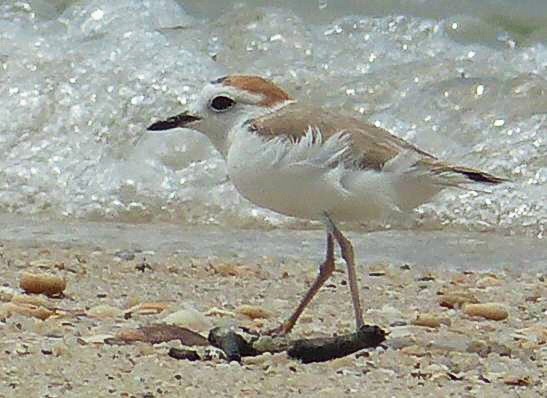 White-faced Plover - Wendy Chin