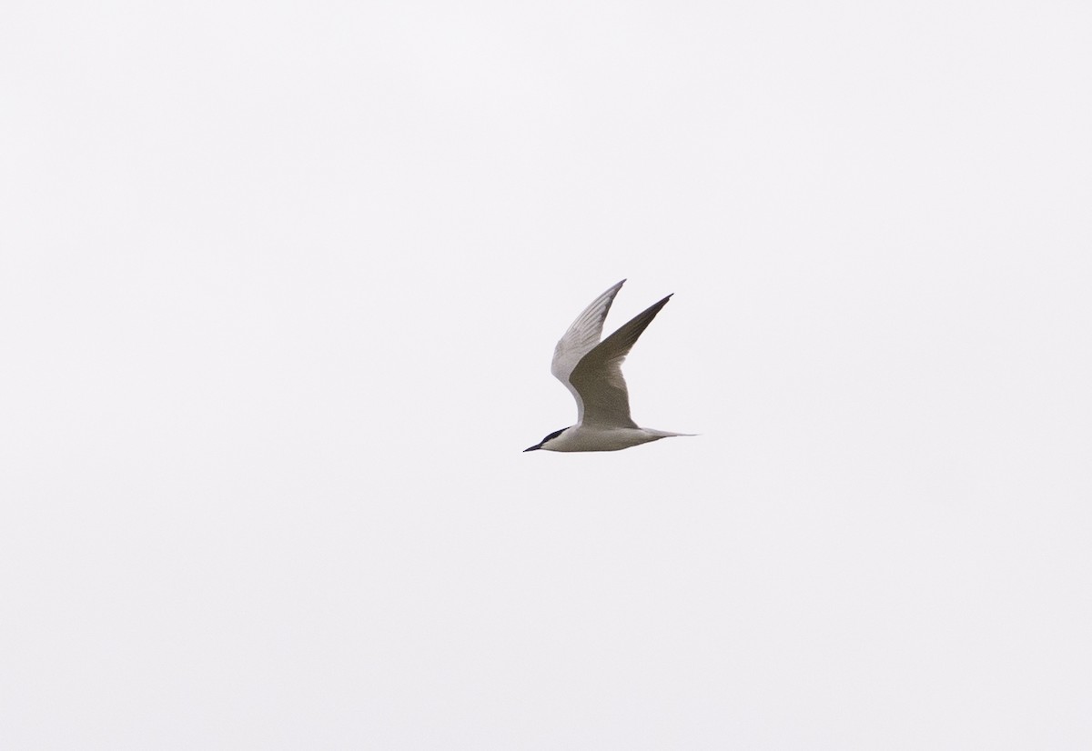 Gull-billed Tern - Grigory Evtukh