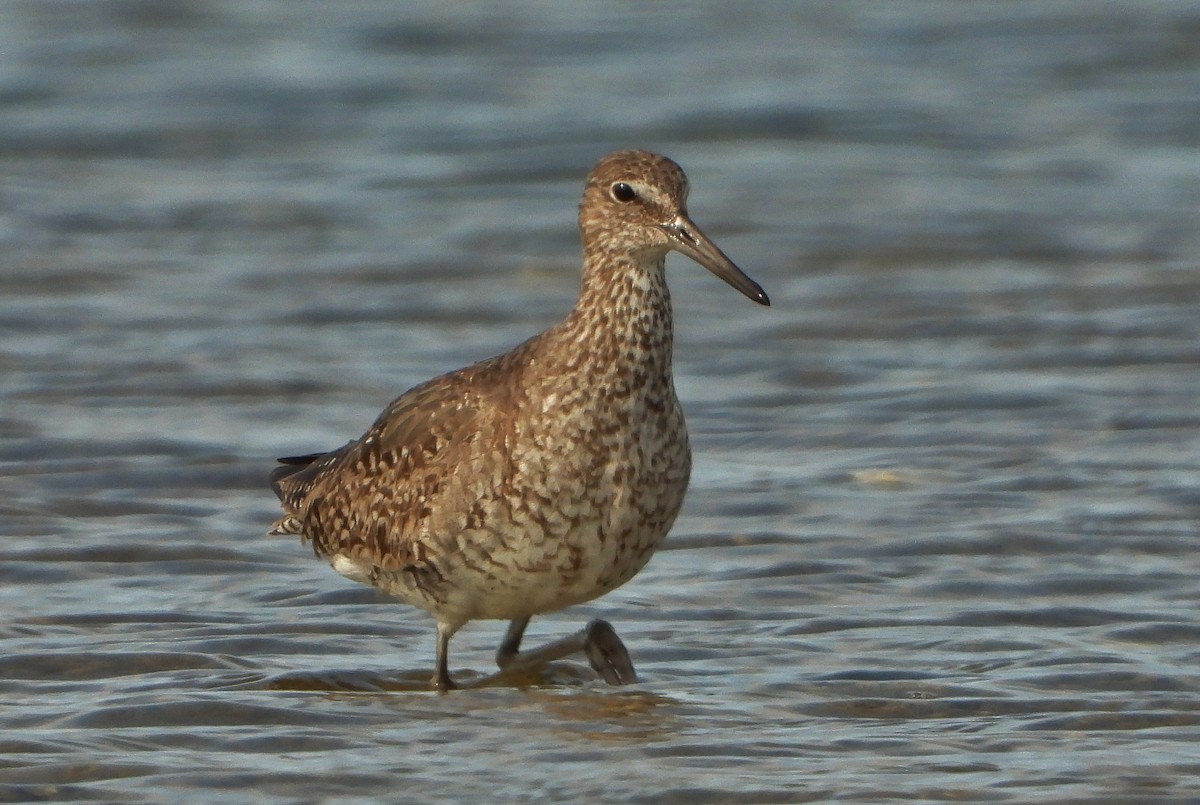 Willet - André Lanouette