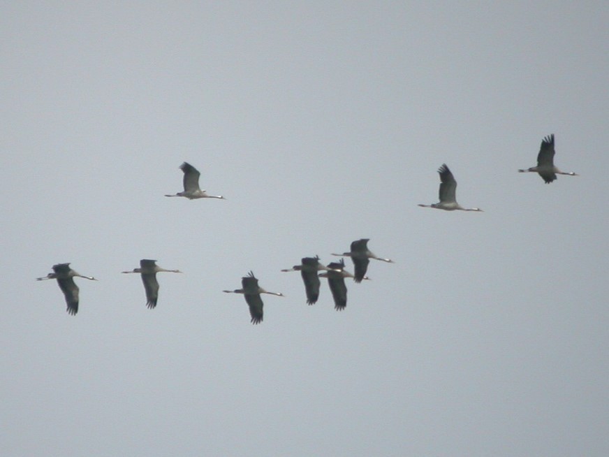 Common Crane - Dermot Breen