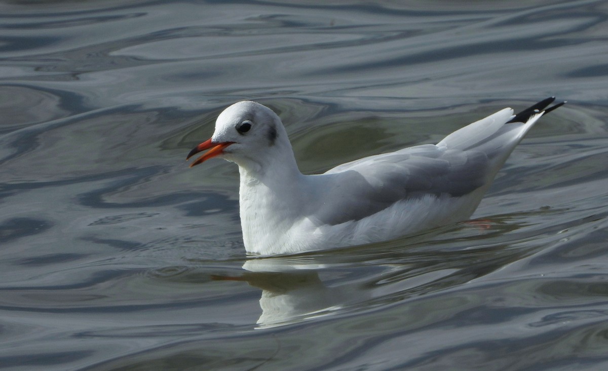 Black-headed Gull - André Lanouette