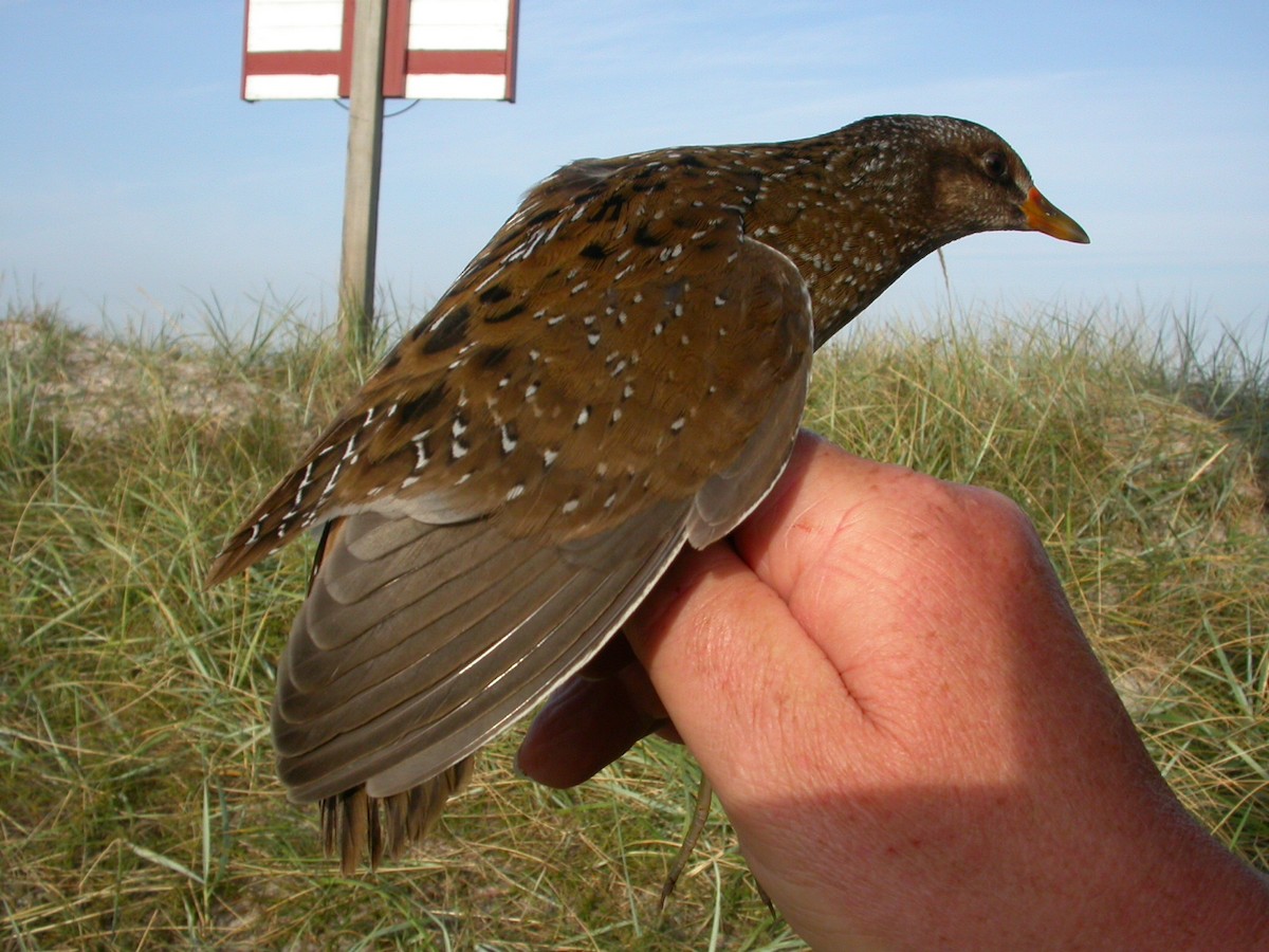 Spotted Crake - ML173303471