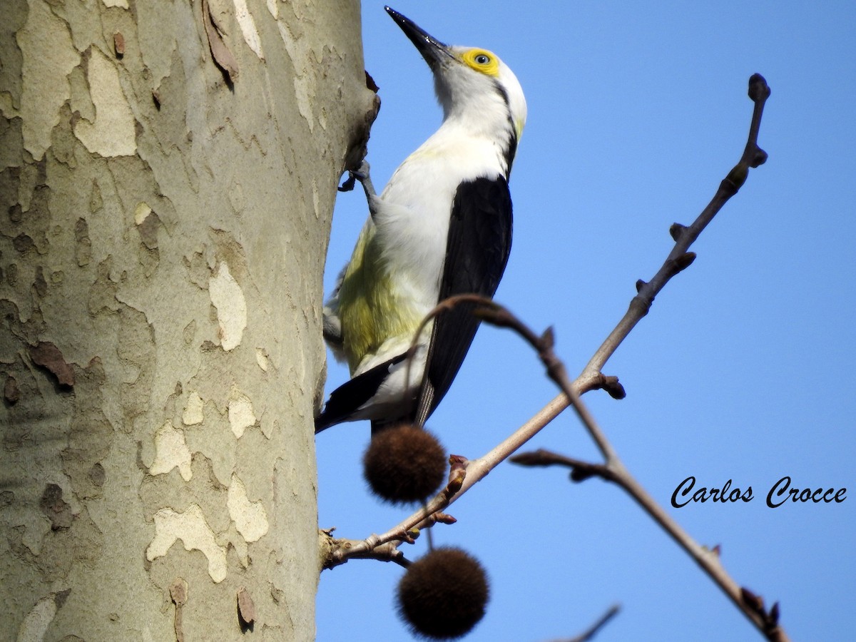 White Woodpecker - Carlos Crocce