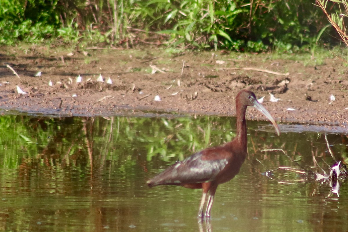 ibis hnědý - ML173310121
