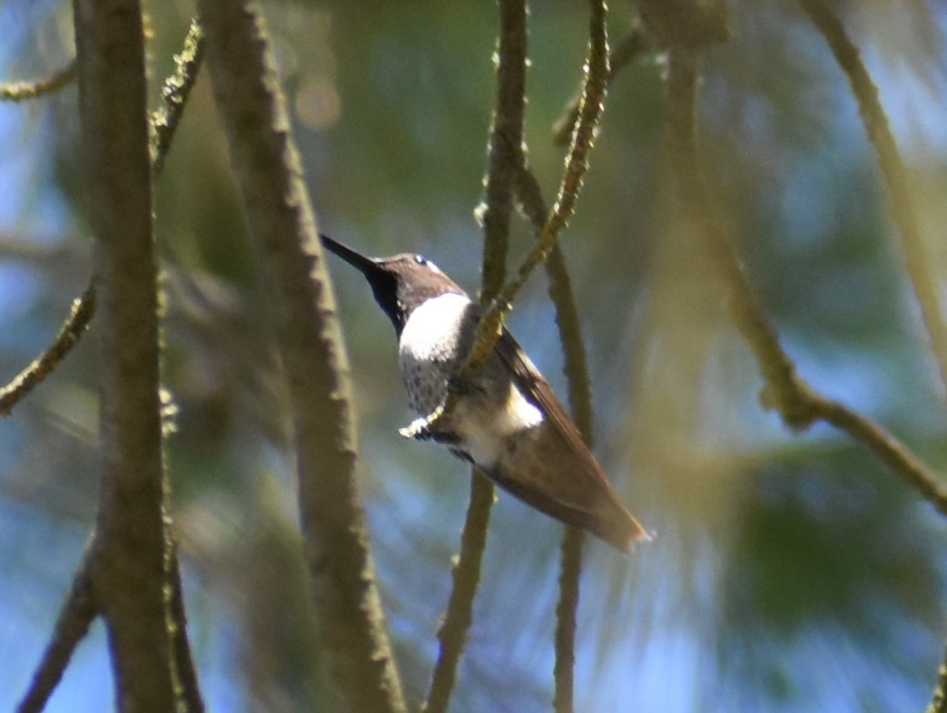 Black-chinned Hummingbird - Tim Mangum