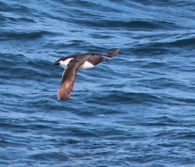 Thick-billed Murre - ML173313361