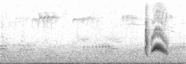 Серогрудый тиранн - ML173314201