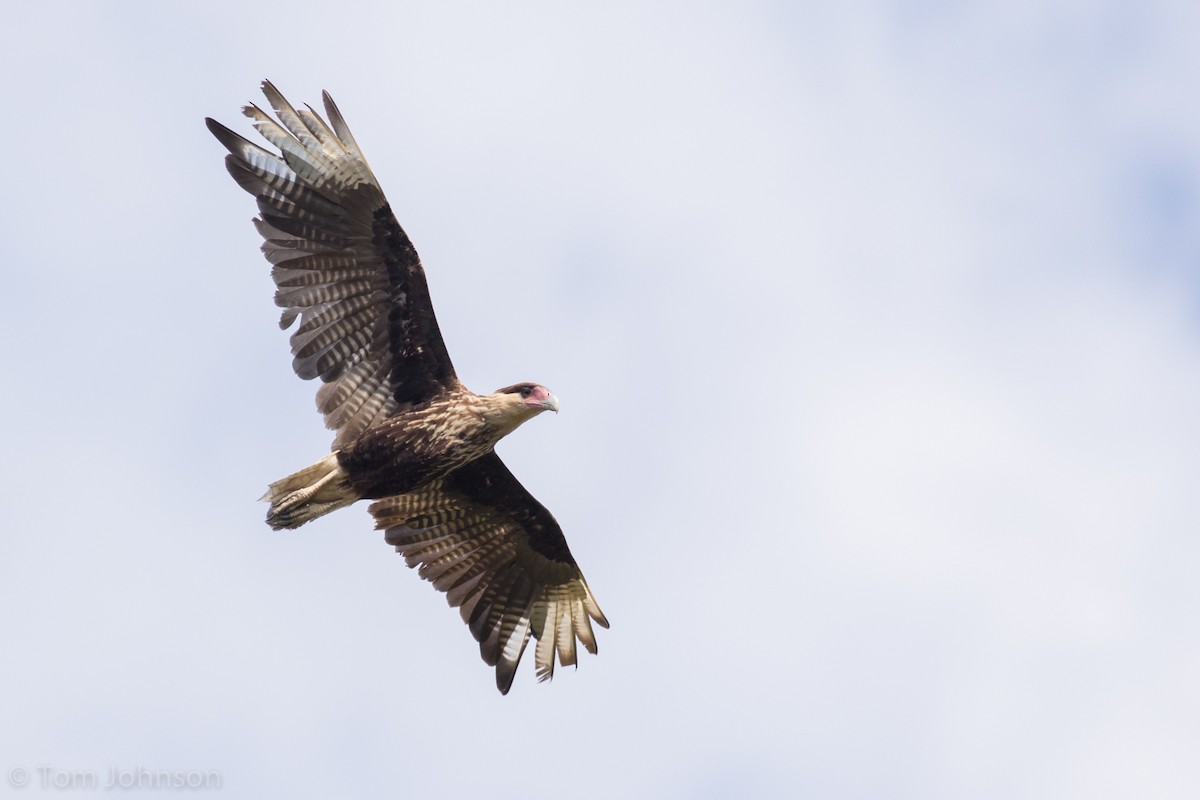 Crested Caracara (Southern) - ML173316921