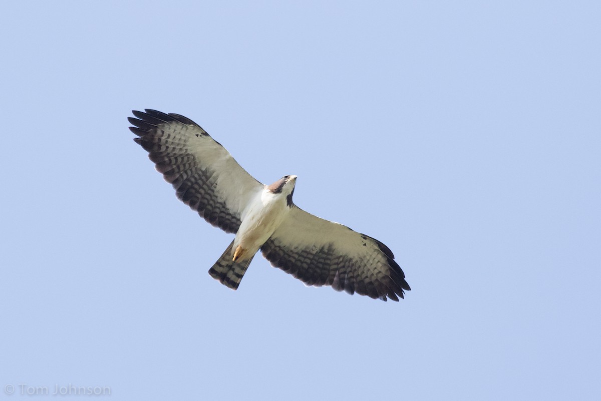 Short-tailed Hawk - ML173316941
