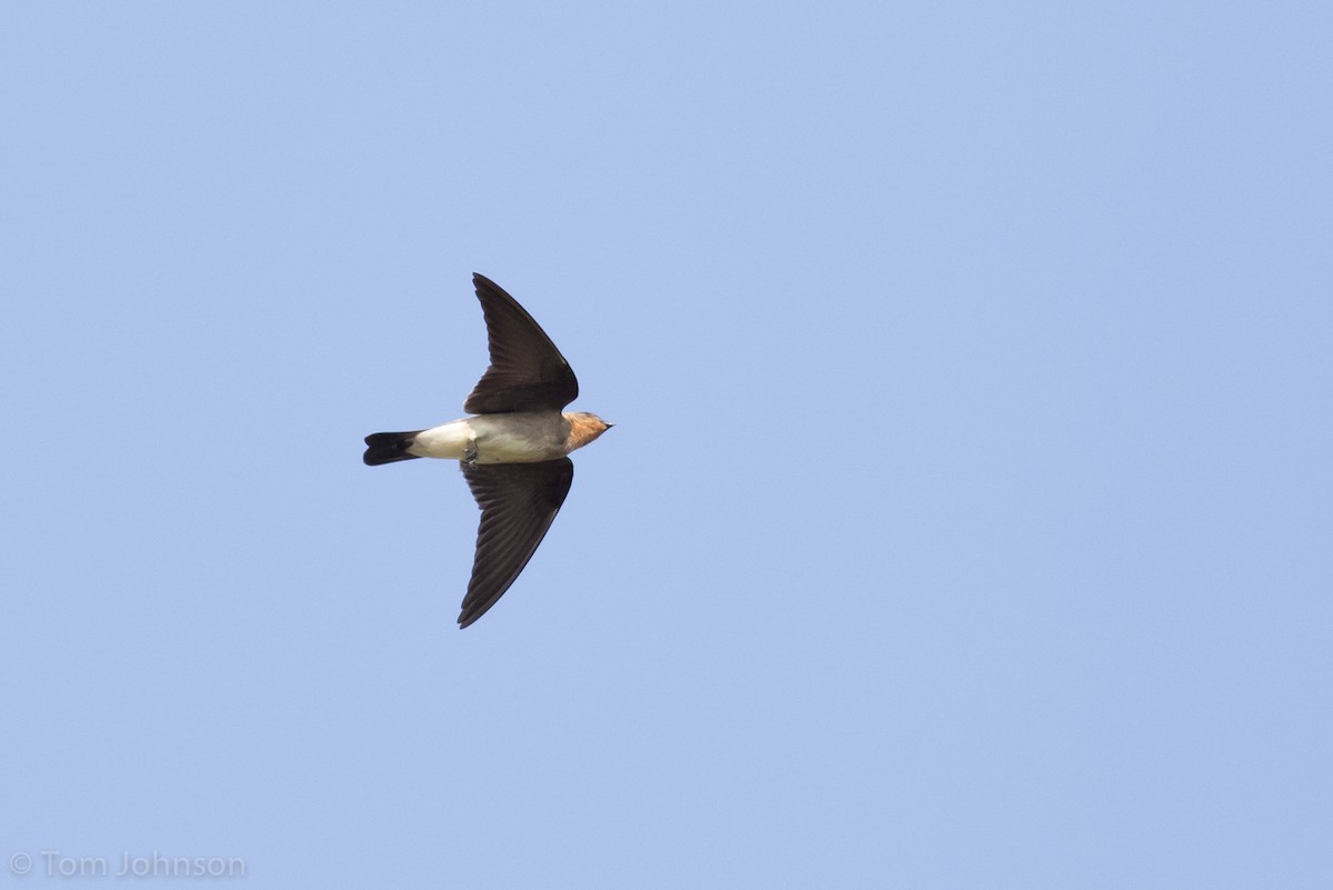 Southern Rough-winged Swallow - ML173316951