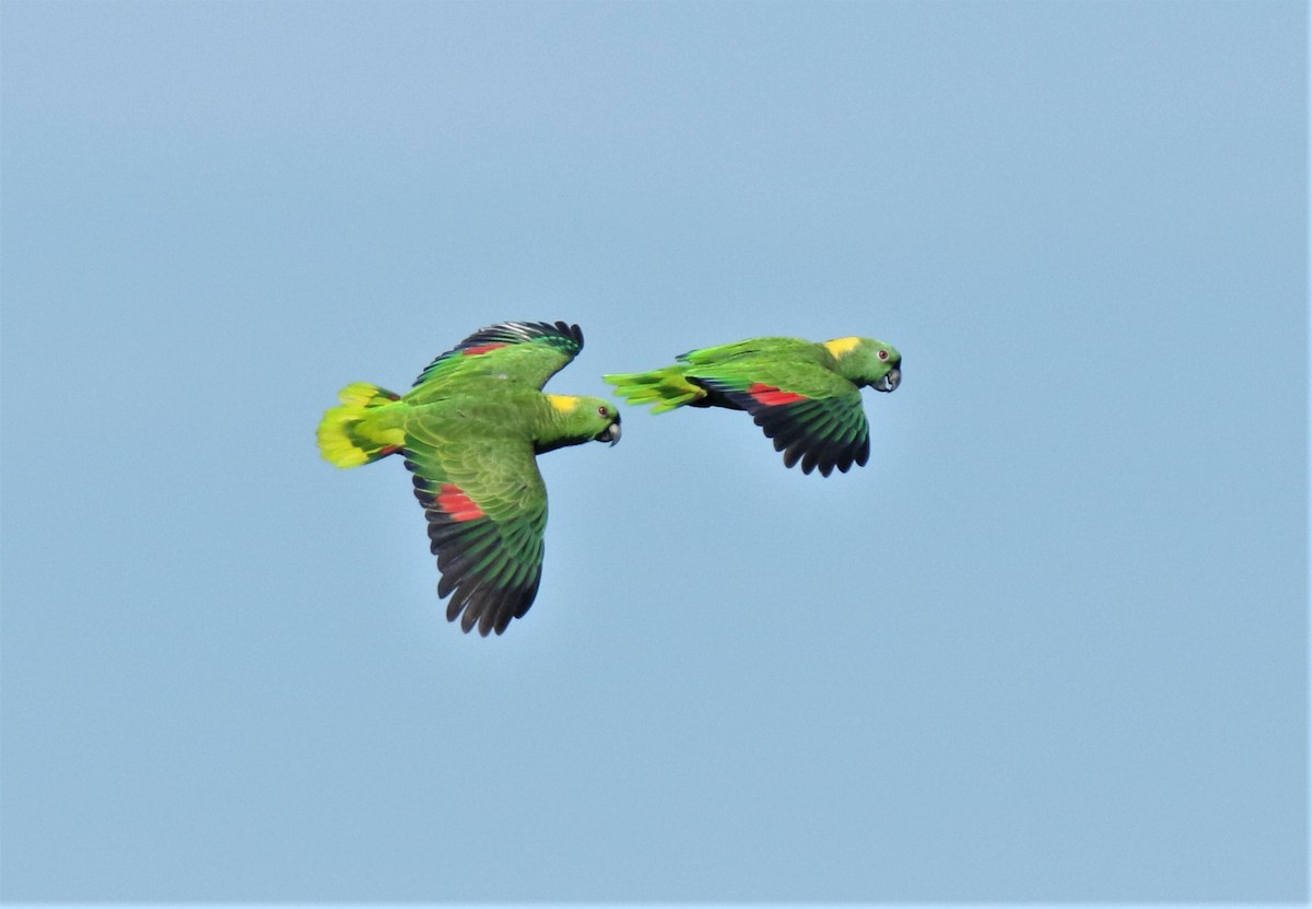 Yellow-naped Parrot - ML173317161