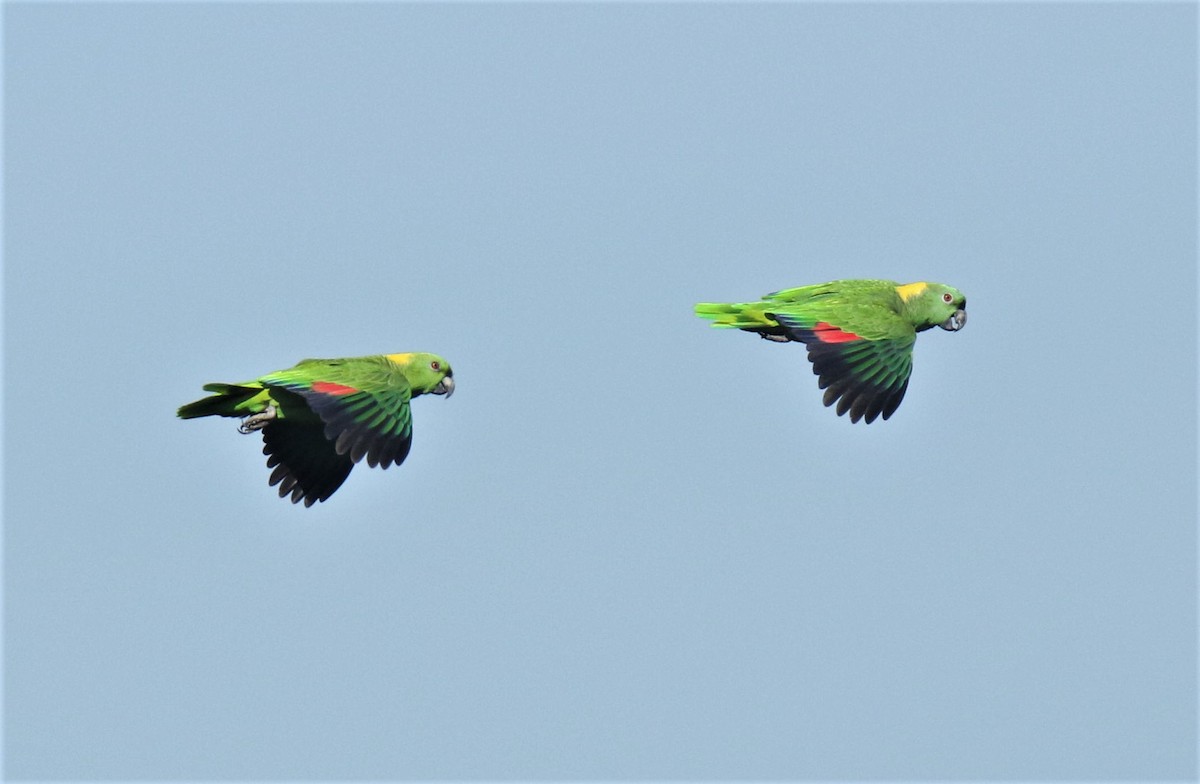 Yellow-naped Parrot - Josue  de León Lux (Birding Guide) josuedeleonlux@gmail.com +502 3068 8988