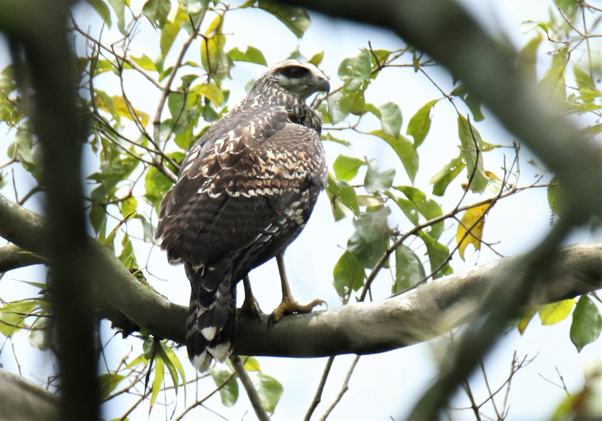 Great Black Hawk - Josue  de León Lux (Birding Guide) josuedeleonlux@gmail.com +502 3068 8988