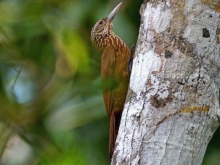  - Buff-throated Woodcreeper