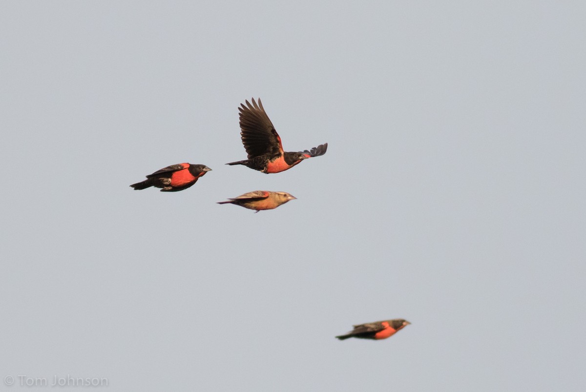 Red-breasted Meadowlark - ML173317771