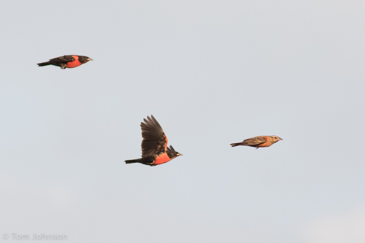 Red-breasted Meadowlark - ML173317781
