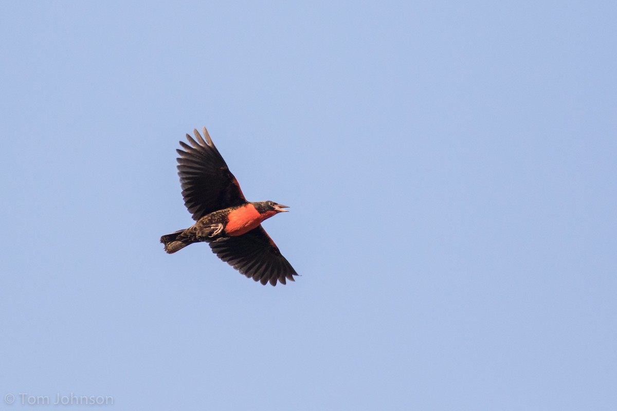 Red-breasted Meadowlark - ML173317801