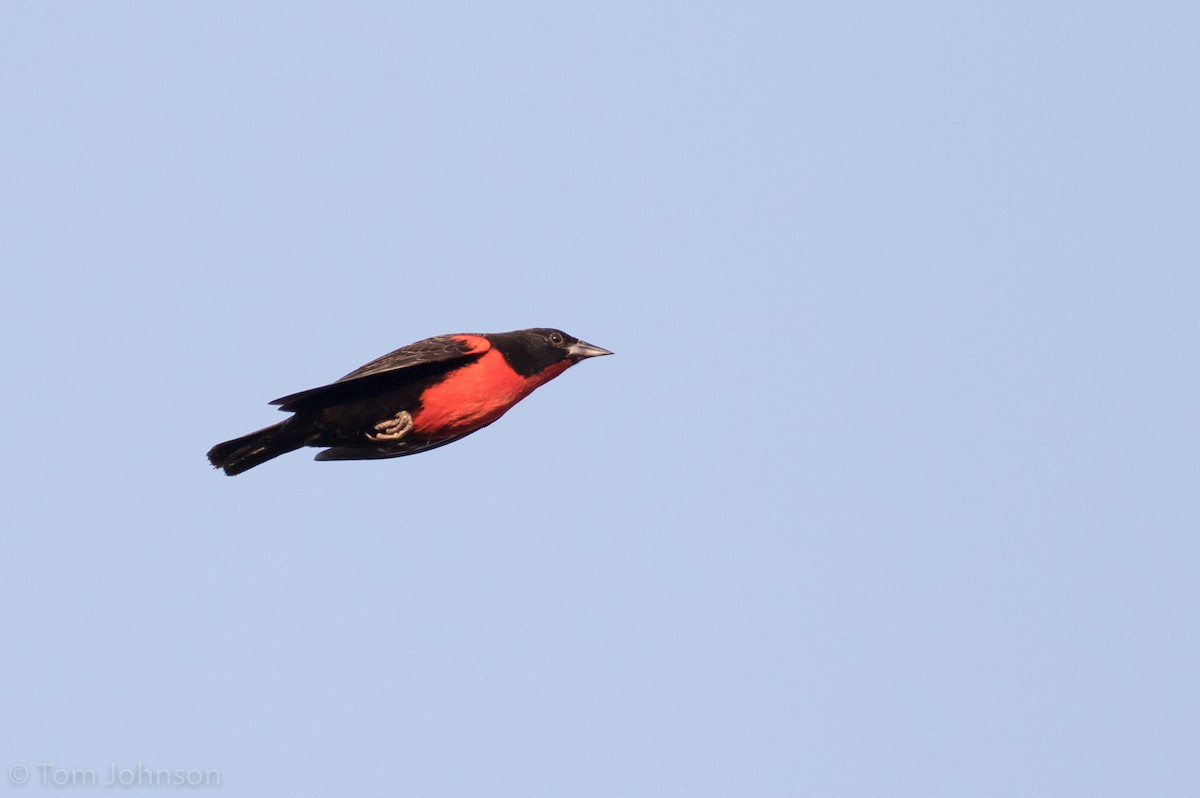 Red-breasted Meadowlark - ML173317811