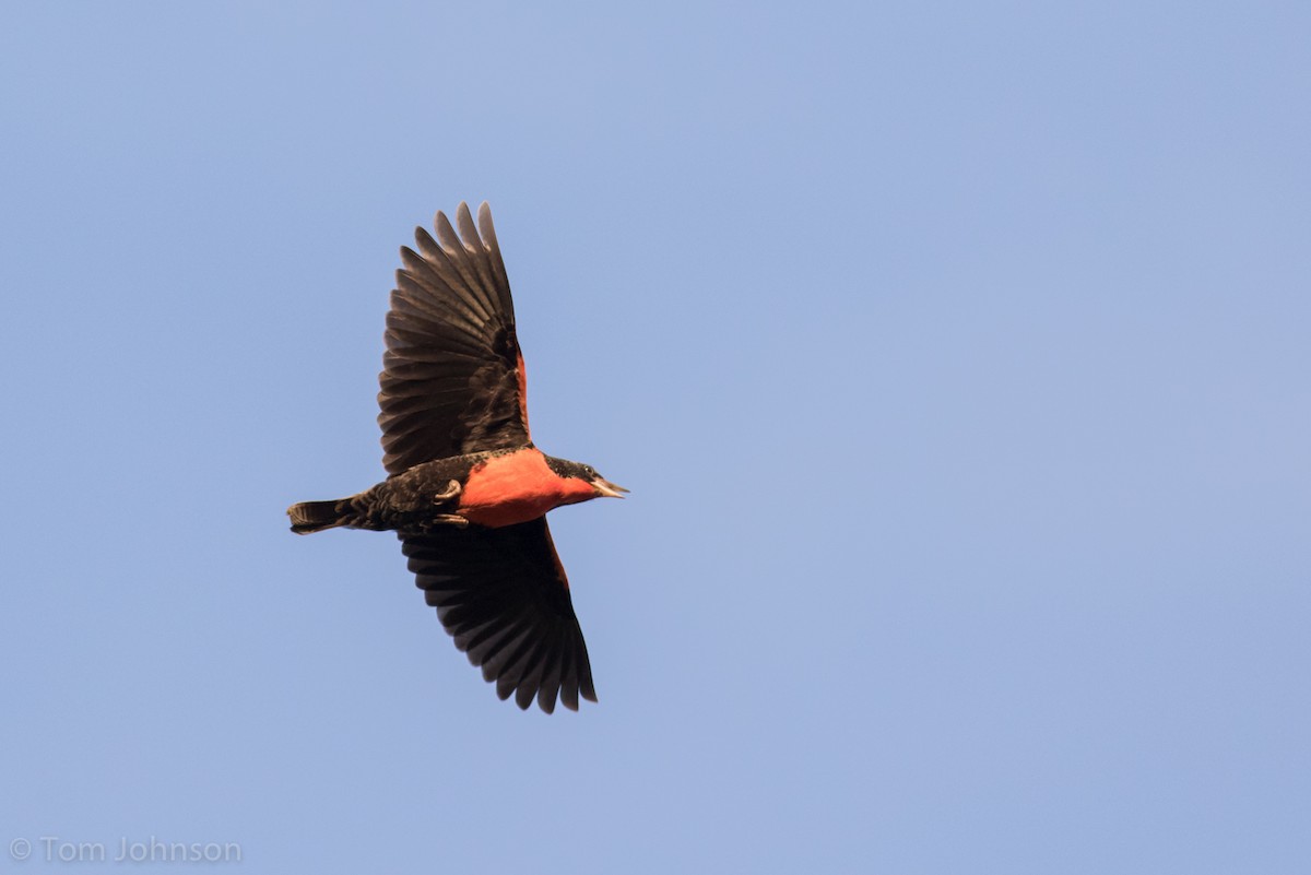 Red-breasted Meadowlark - ML173317831