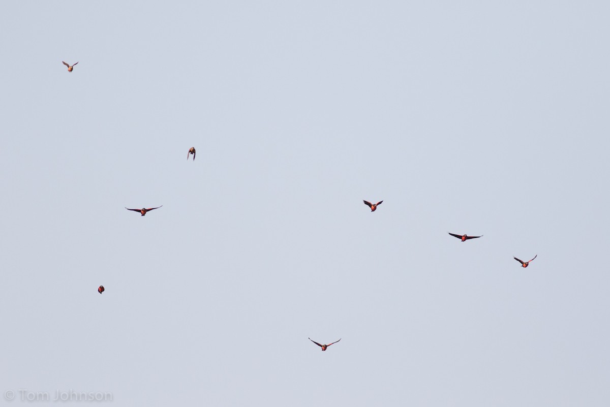 Red-breasted Meadowlark - ML173317861