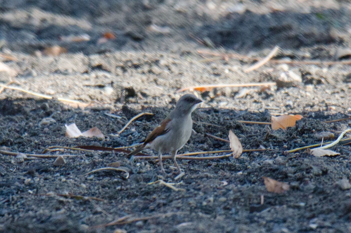 Northern Gray-headed Sparrow - ML173318561