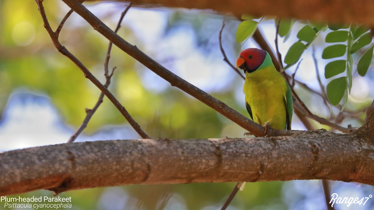 Plum-headed Parakeet - Rangana Abeyrathne
