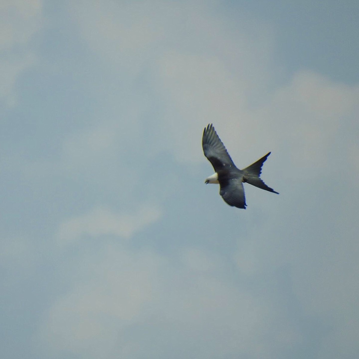 Swallow-tailed Kite - Jeffrey Hill
