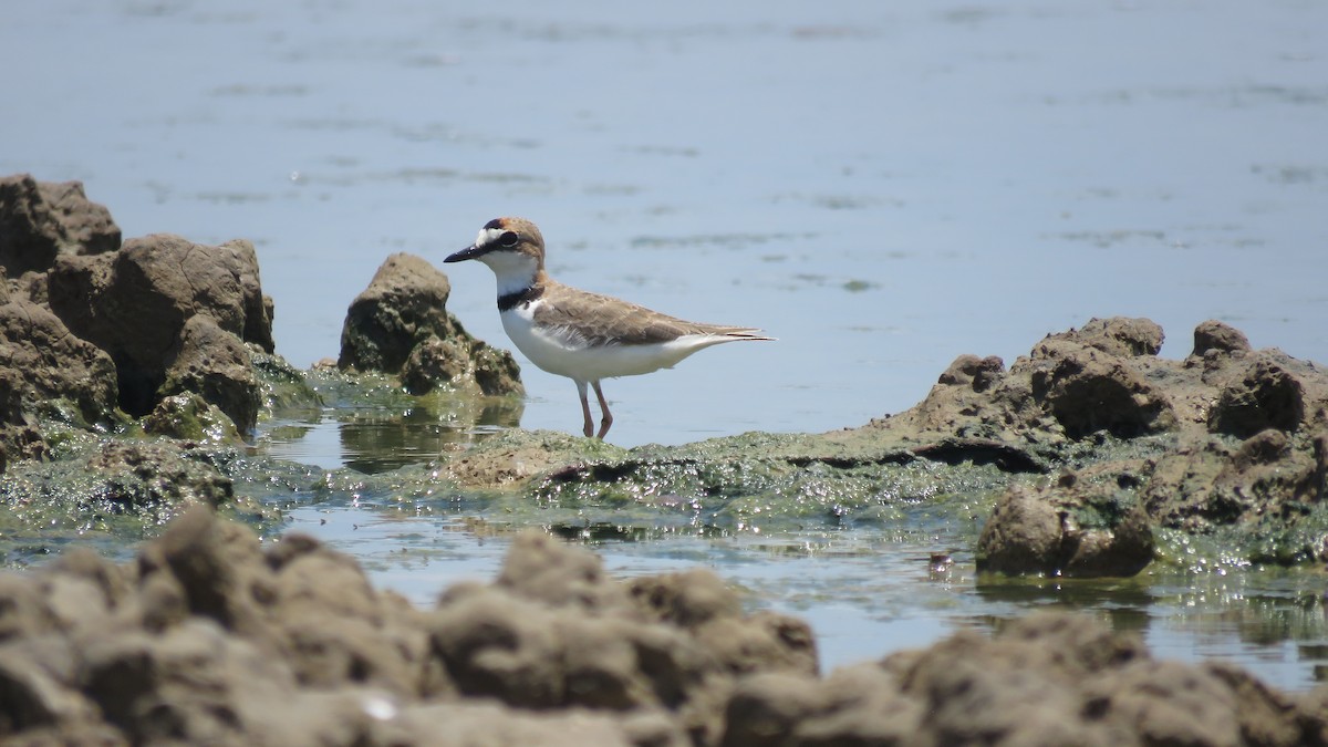 Collared Plover - ML173327331