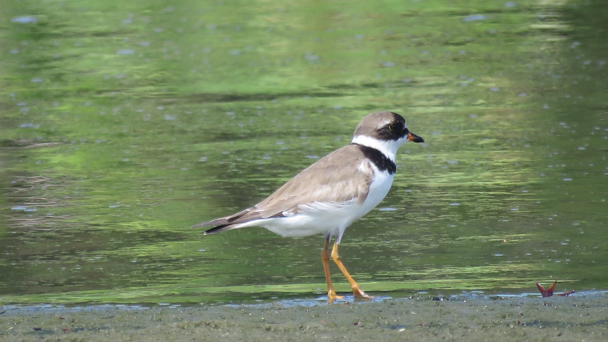 Semipalmated Plover - ML173327501