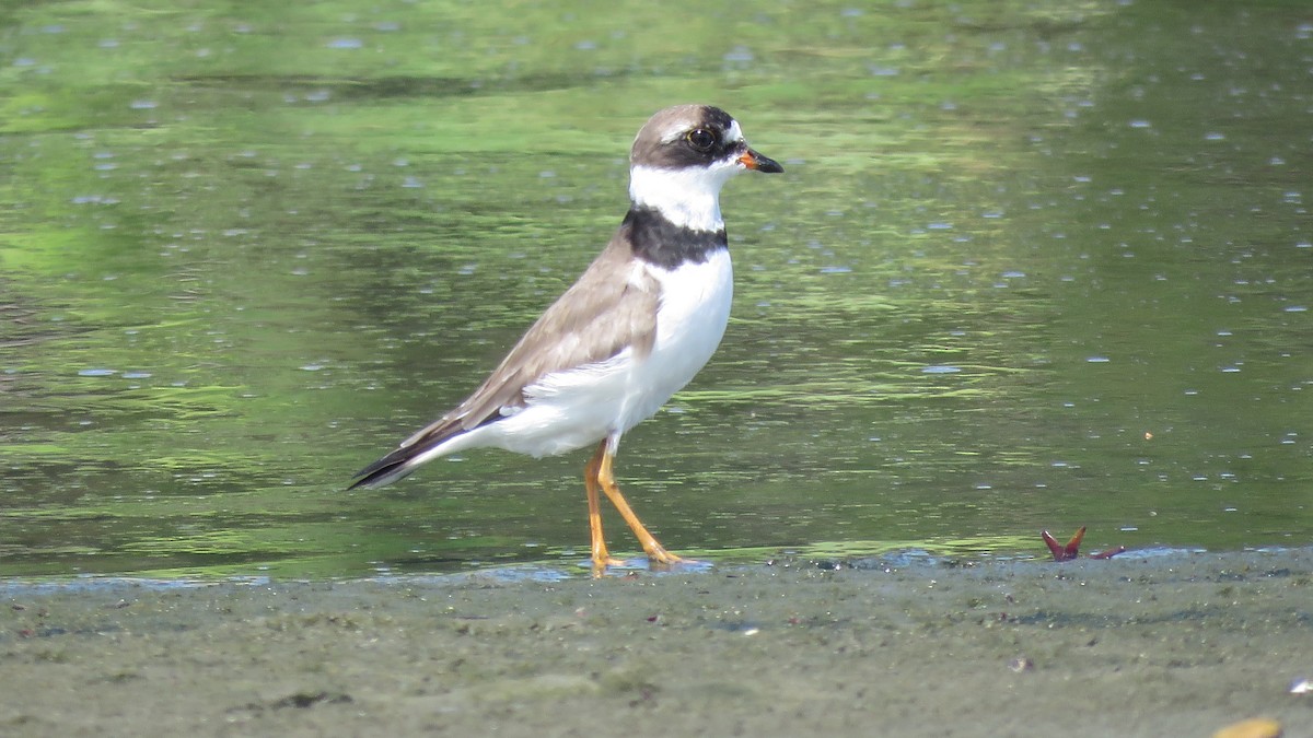 Semipalmated Plover - ML173327511
