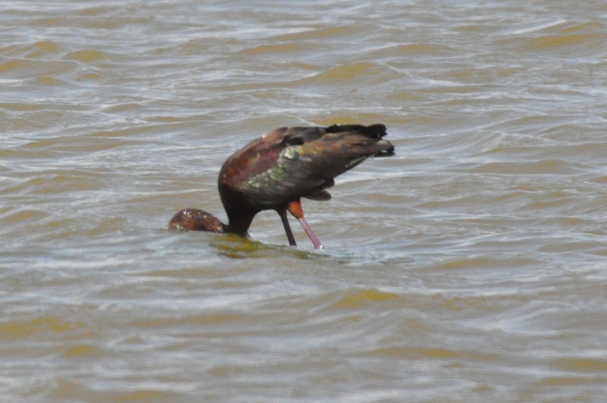 White-faced Ibis - Tommie Rogers