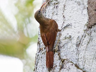  - Inambari Woodcreeper